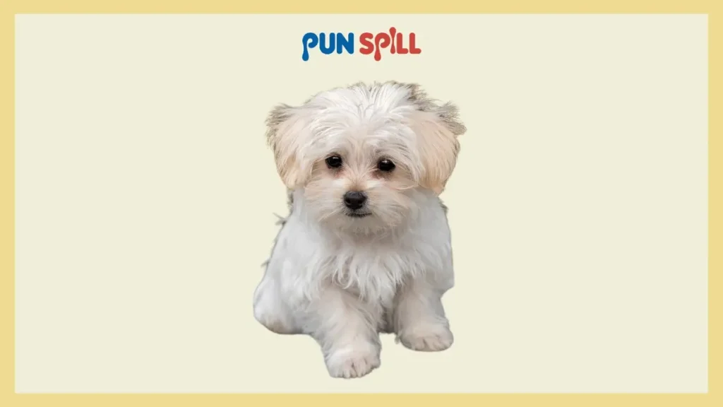 Scholarly Dog Puns About Reading for School Survival