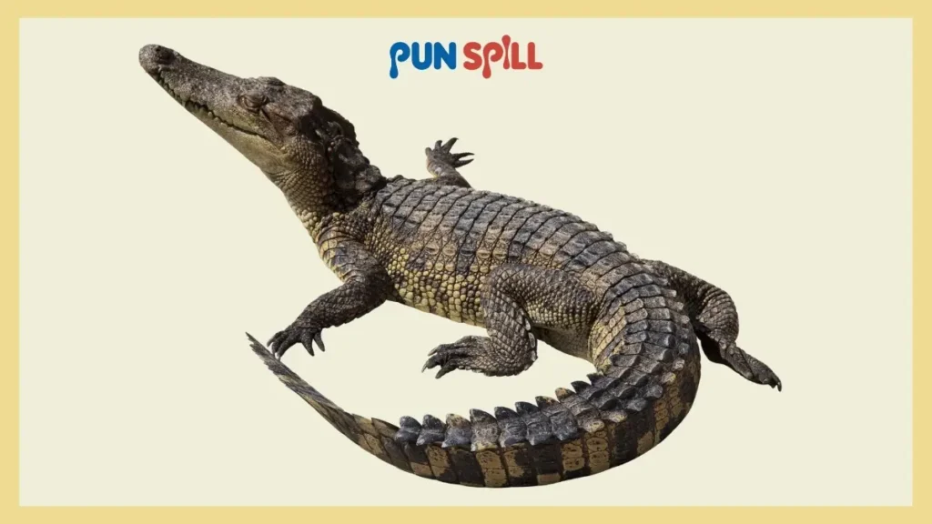 Absurd Alligator Name Puns for Your Hypothetical Pet