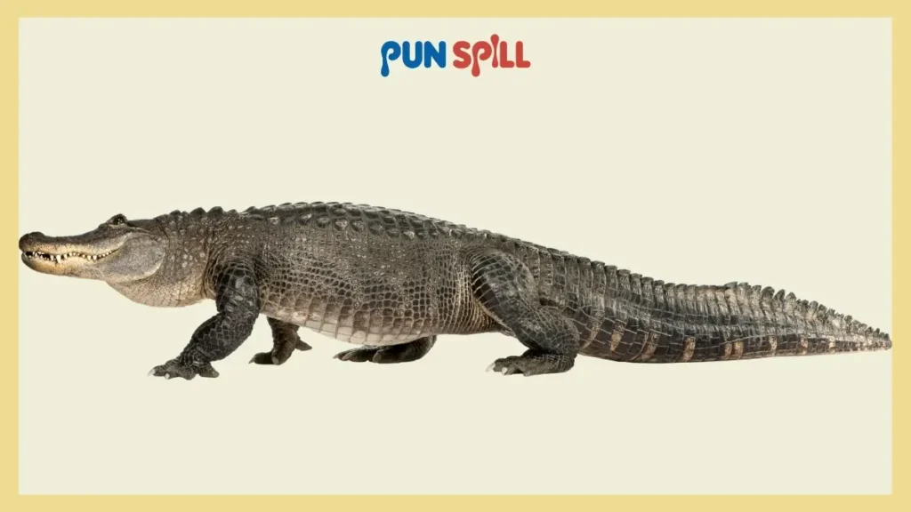 Cold-Blooded Alligator Puns About Love
